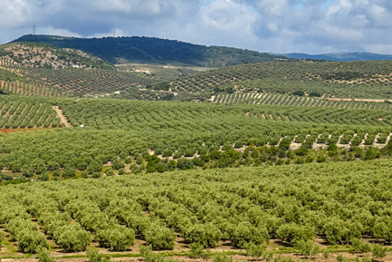 Felder Landschaft mit Olivenbäumen