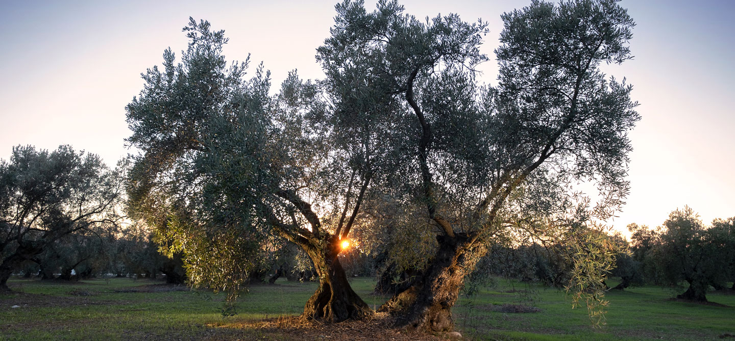 Ein Baum im Sonnenuntergang.