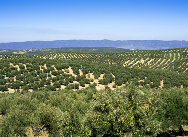 Olivenfelder in Spanien